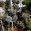 Thumbnail: Cupressus Arizonica Fastigiata Pom Pom Topiary Trees For Sale.