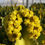 Thumbnail: Large Euphorbia Ingens in Flower. Large Candelabra Tree