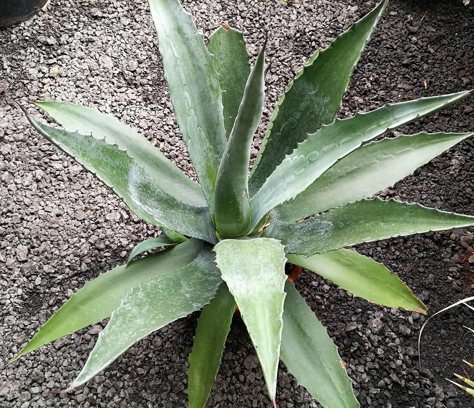 Thumbnail: Large Agave Americana