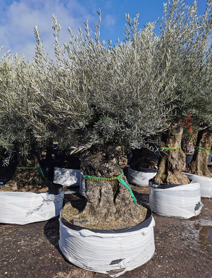 Thumbnail: ANCIENT OLIVE TREES. Wire Mesh Container.