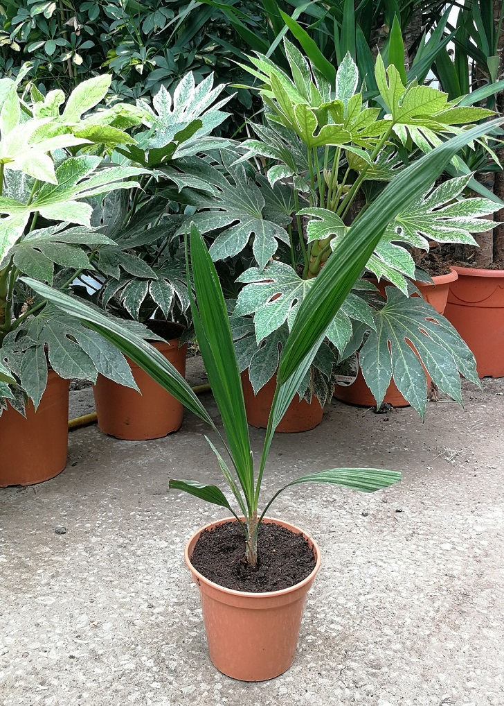 Thumbnail: Trithrinax Brasiliensis Palm for sale