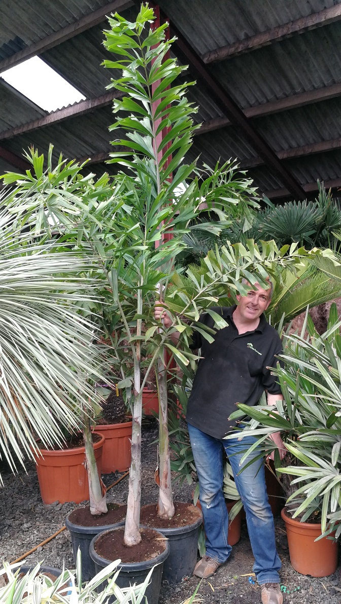 Thumbnail: Wodyetia Bifurcata. Foxtail Palm for sale