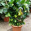 Thumbnail: Large Lemon Espalier Trees For Sale