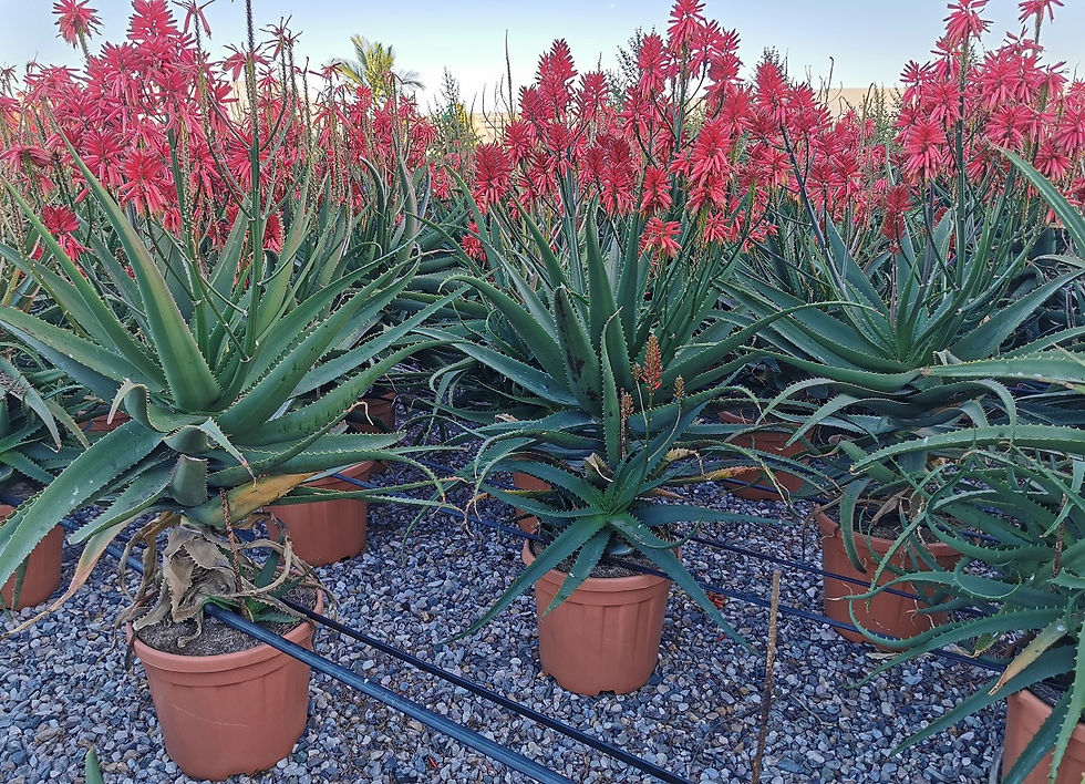 Thumbnail: Large Aloe Fire Red Plants