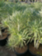 Senecio Kleinia. Mountain Grass. Canary Islands Candle Plant