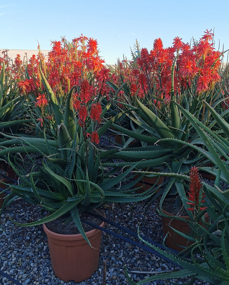Thumbnail: Large Aloe Fire Red Plants