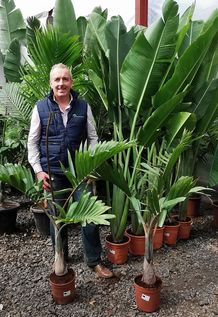 Thumbnail: Hyophorbe Lagenicaulis. Bottle Palm