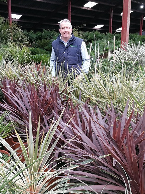 CORDYLINE 'Red Star' Free UK Delivery!
