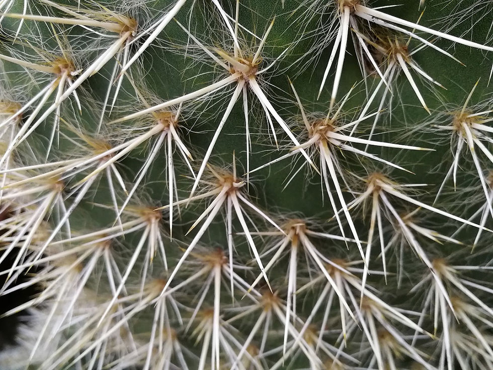 Thumbnail: Large Opuntia Campotricha Cactus for sale