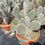 Thumbnail: Large Opuntia Leucotricha Cactus. Aaron's Beard Prickly Pear Cactus.