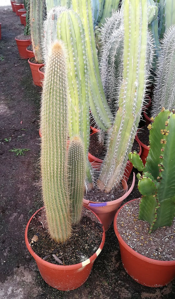 Thumbnail: Vatricania Guentheri Cactus. Red Foxtail Cactus For Sale