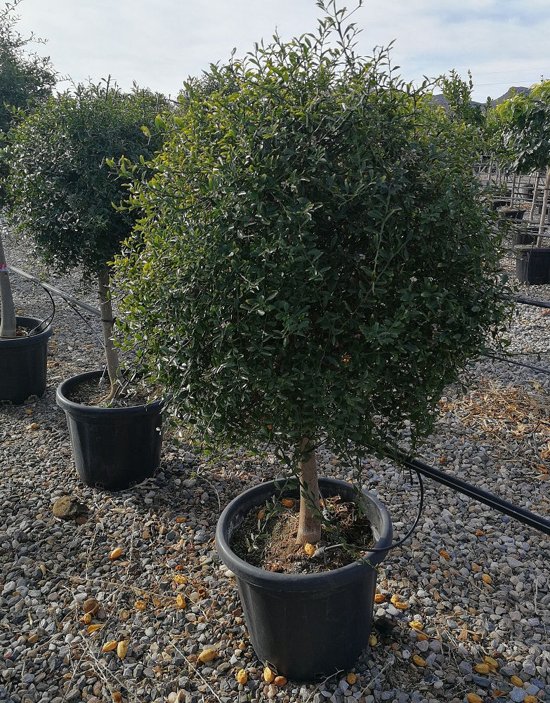 Thumbnail: Large Citrus Caviar Trees for sale