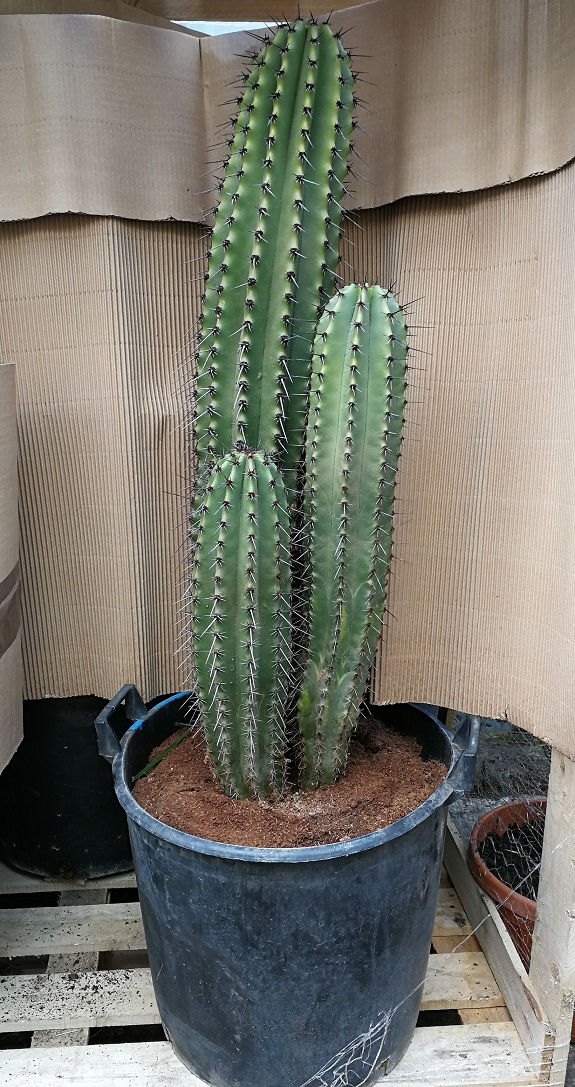 Thumbnail: Large Multi trunk Organ Pipe Cactus for Sale. Stenocereus Thurberii Cactus
