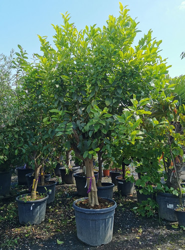 CITRUS LIMON 'EUREKA' (LEMON Stock Photo