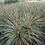 Thumbnail: Cordyline Australis 'Torbay Dazzler' Plants For Sale
