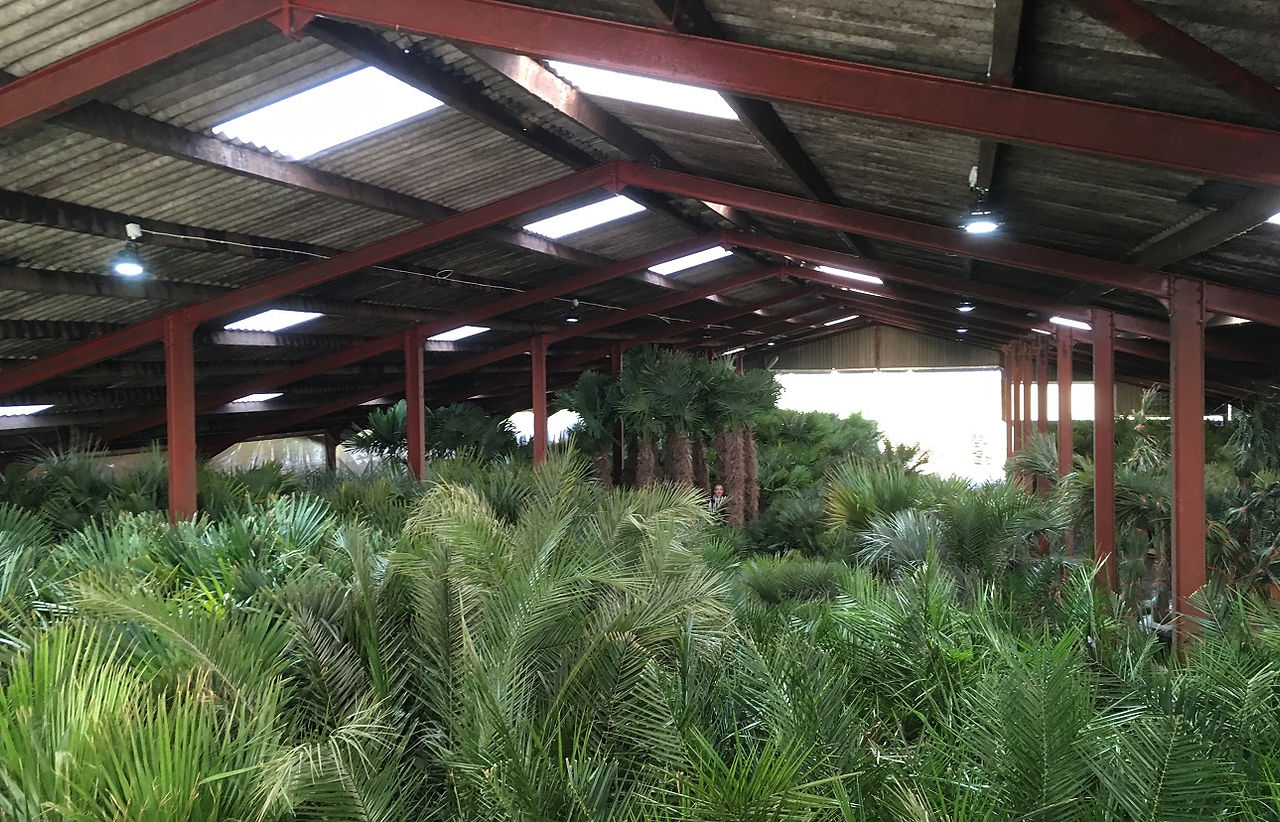 Quality Palm Trees For Sale