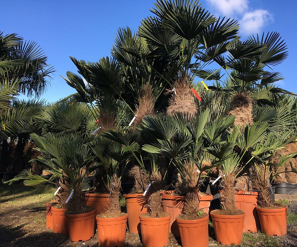 Trachycarpus Wagnerianus