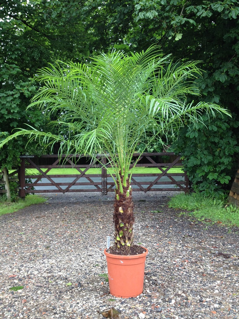 PHOENIX ROEBELENII. Free UK Delivery!