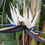 Thumbnail: Large Giant Bird of Paradise Plants for sale