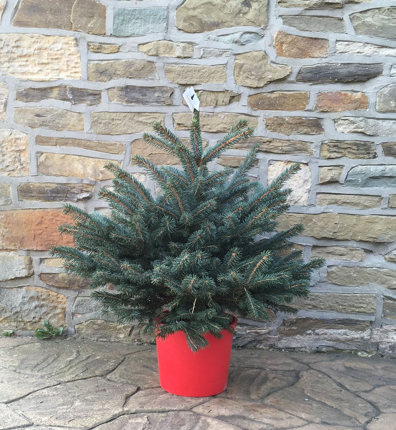 Thumbnail: POT GROWN BLUE SPRUCE