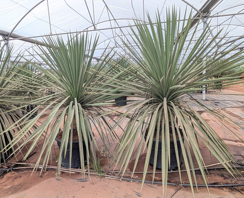 YUCCA LINEARIFOLIA ssp GALEANA X TRECULEANA HYBRID