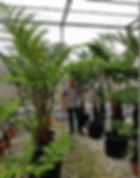 Cyathea Australis Tree Ferns. Rough Tree Ferns For Sale