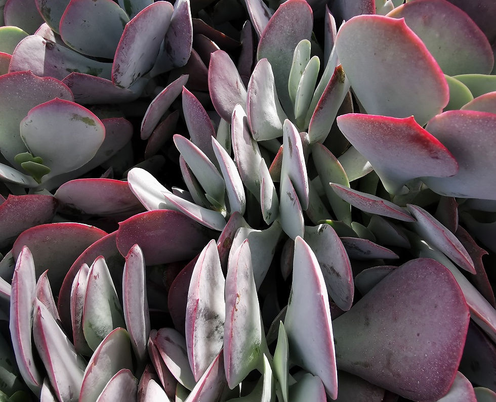 Thumbnail: Cotyledon Orbiculata Plants For Sale. Pig's Ear Plants.