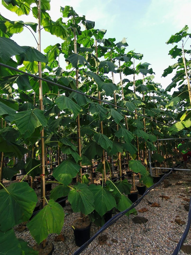 Thumbnail: Large Paulownia Tomentosa For Sale.  Foxglove Tree.