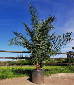 Phoenix Canariensis Palm Trees. The Palm Tree Company.
The Phoenix Canariensis or Canary Island Date Palm is an impressive tropical looking palm with a stout trunk. It is crowned with huge feather- like lush green arching leaves. It is easy to grow and is tolerant of huge neglect.
Given a sheltered position and well drained soil it will provide a stunning centre piece for your garden. Available to buy in many sizes on line. Free UK mainland by our own drivers.
