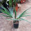 Thumbnail: Sabal Miamiensis. Miami Palmetto Palm.