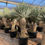 Thumbnail: Large Yucca Rigida For Sale