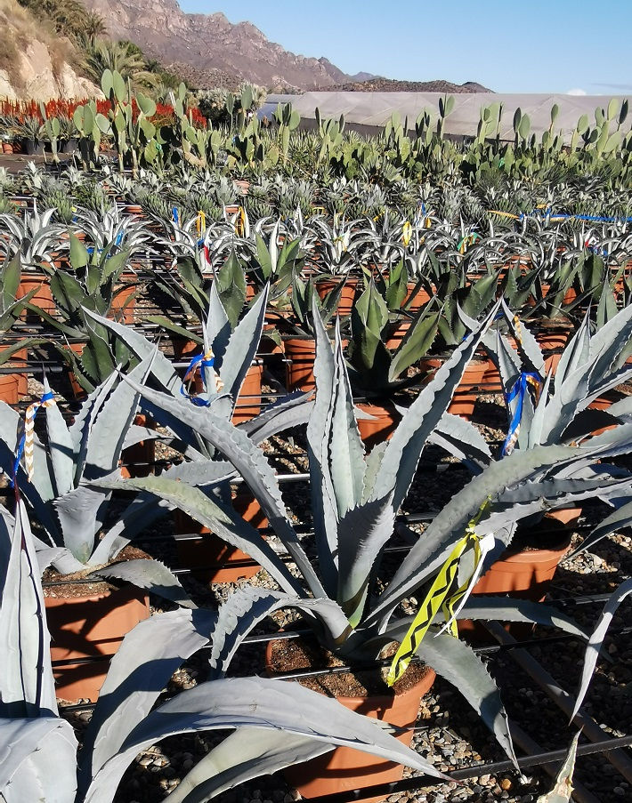 Thumbnail: Large Agave Franzosinii Plants For Sale