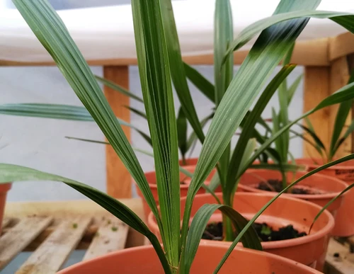 Palm Trees for Sale. Premium Quality. The Palm Tree Company.