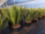 Large Yucca Faxoniana Plants for sale