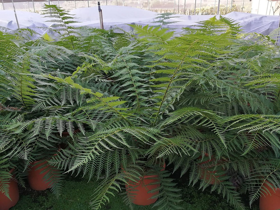 Thumbnail: Dicksonia Antarctica Tree Ferns Pot Grown