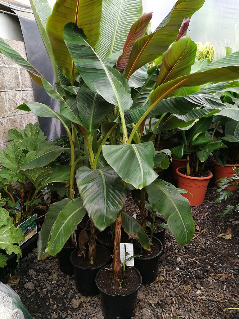 thumbnail image 2 of 10 Red Tiger Darjeeling Banana Plant Seeds (Musa Sikkimensis) Cold Hardy To Zone 5 2 of 5