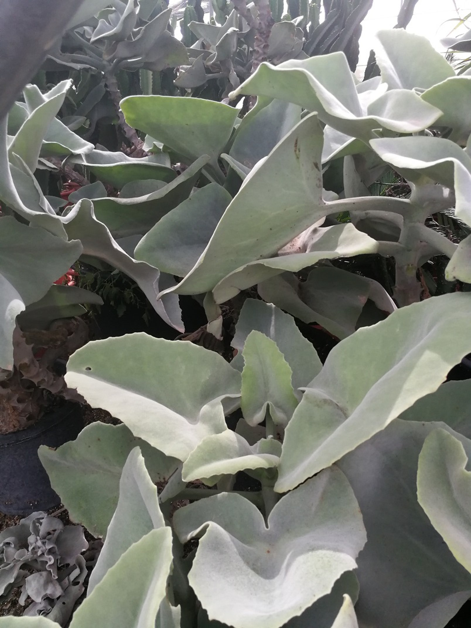 KALANCHOE BEHARENSIS. Velvet Elephant's Ear.
