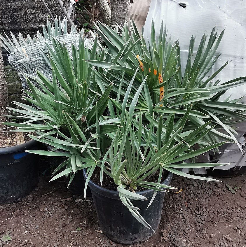 Thumbnail: Trithrinax Campestris Palm for sale. Blue Needle Palm Trees For Sale