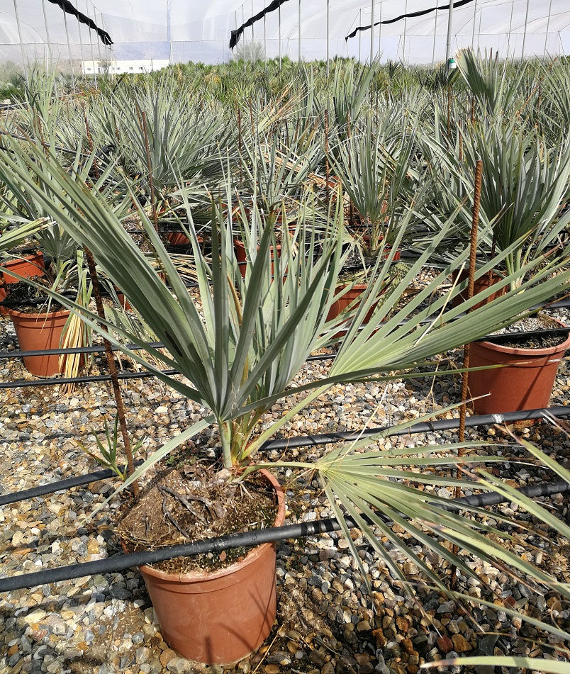 Thumbnail: Nannorrhops Richiana Palm Tree