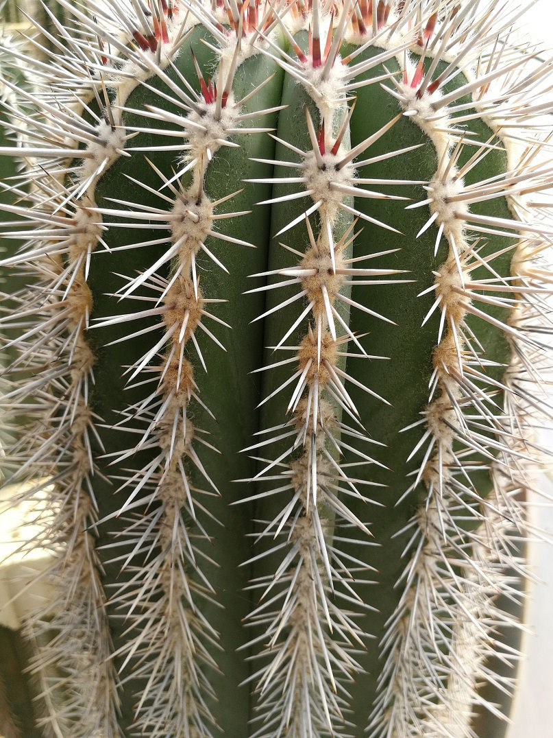 Thumbnail: Specimen Pachycereus Pringlei Cactus for sale