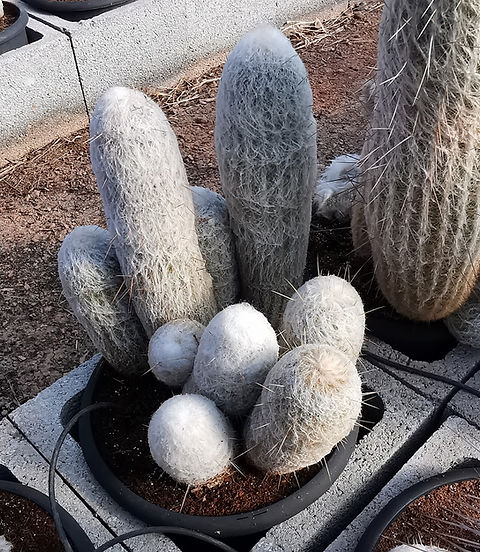 ESPOSTOA NANA. Dwarf Old Man Cactus. | thepalmtreecompany