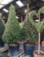 Thumbnail: Ilex Aquifolium. Common Holly. Cone Shape. Christmas Holly Cone Shape