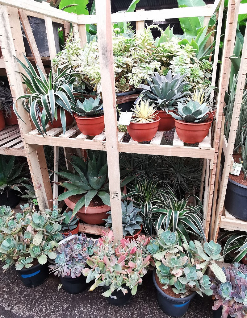 Thumbnail: AEONIUM ARBOREUM 'STARBURST'.