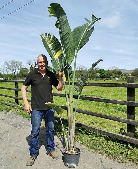 STRELITZIA AUGUSTA. VARIEGATED. | thepalmtreecompany