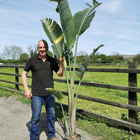 The Palm Tree Company. Plant Range. Top Quality Hardy Palm Trees