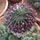 Thumbnail: Large Euphorbia Horrida Succulent Plants For Sale