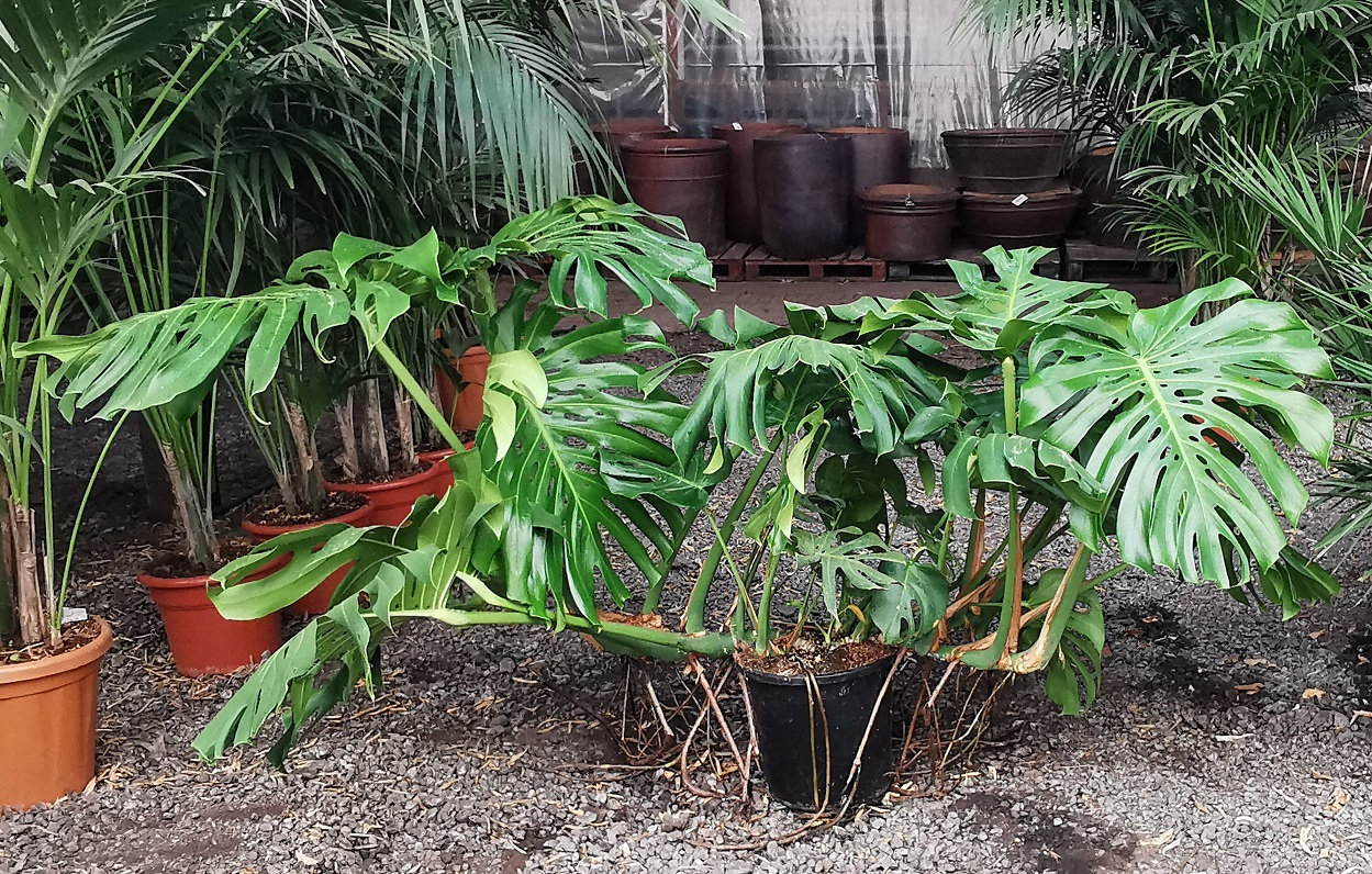 Monstera Deliciosa Swiss Cheese Plant Thepalmtreecompany