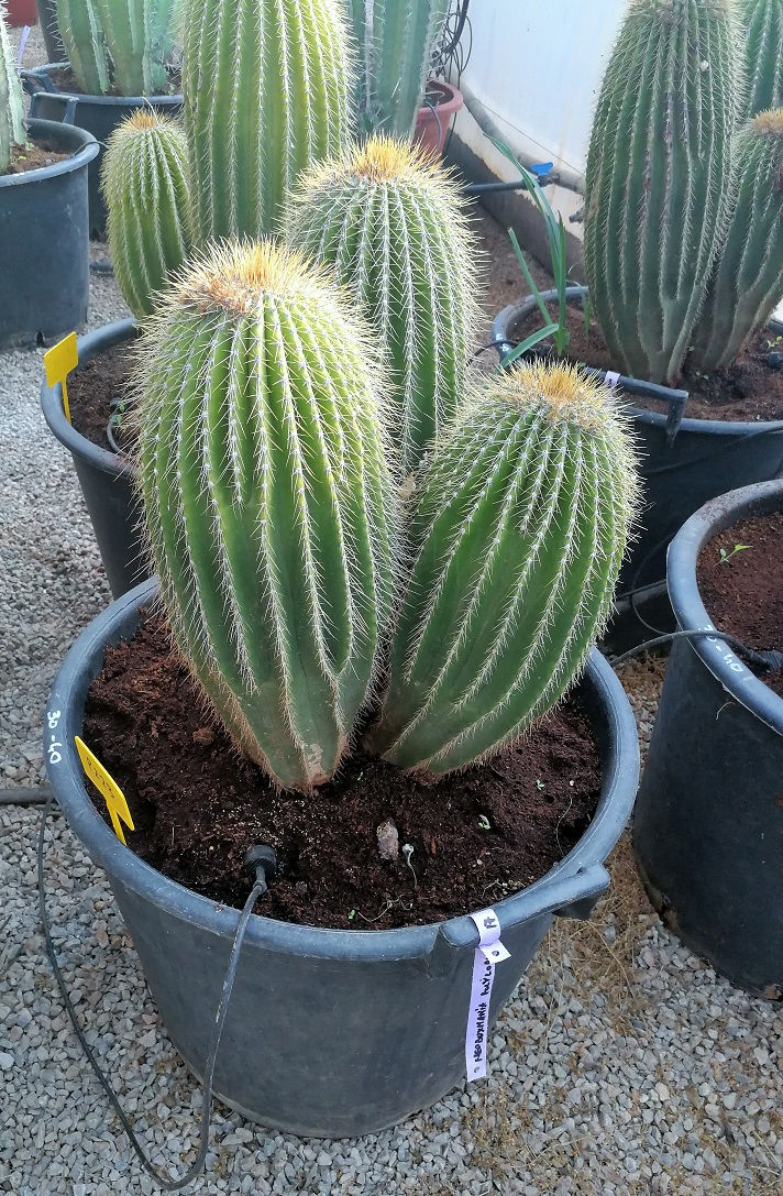 Thumbnail: Large Neobuxbaumia Polylopha Cactus