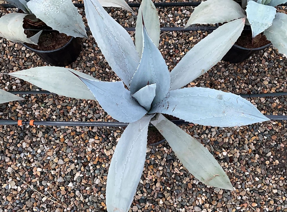 Thumbnail: Agave Franzosinii