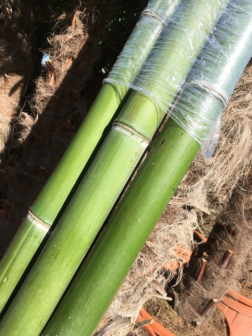 Thumbnail: Large Bamboo for sale